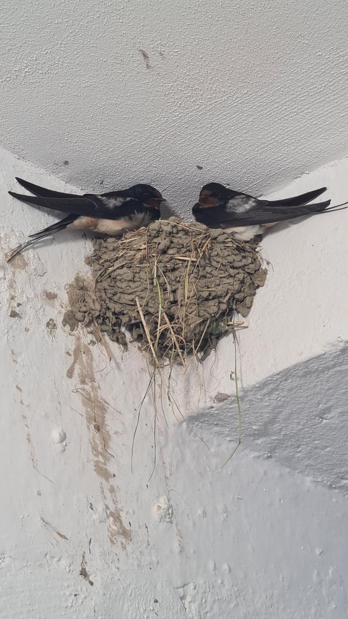 Dei Cozy Apartment Shkodër Eksteriør bilde